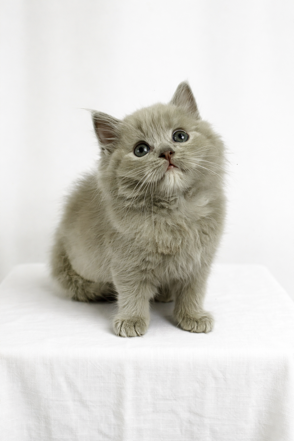 British Shorthair Kittens