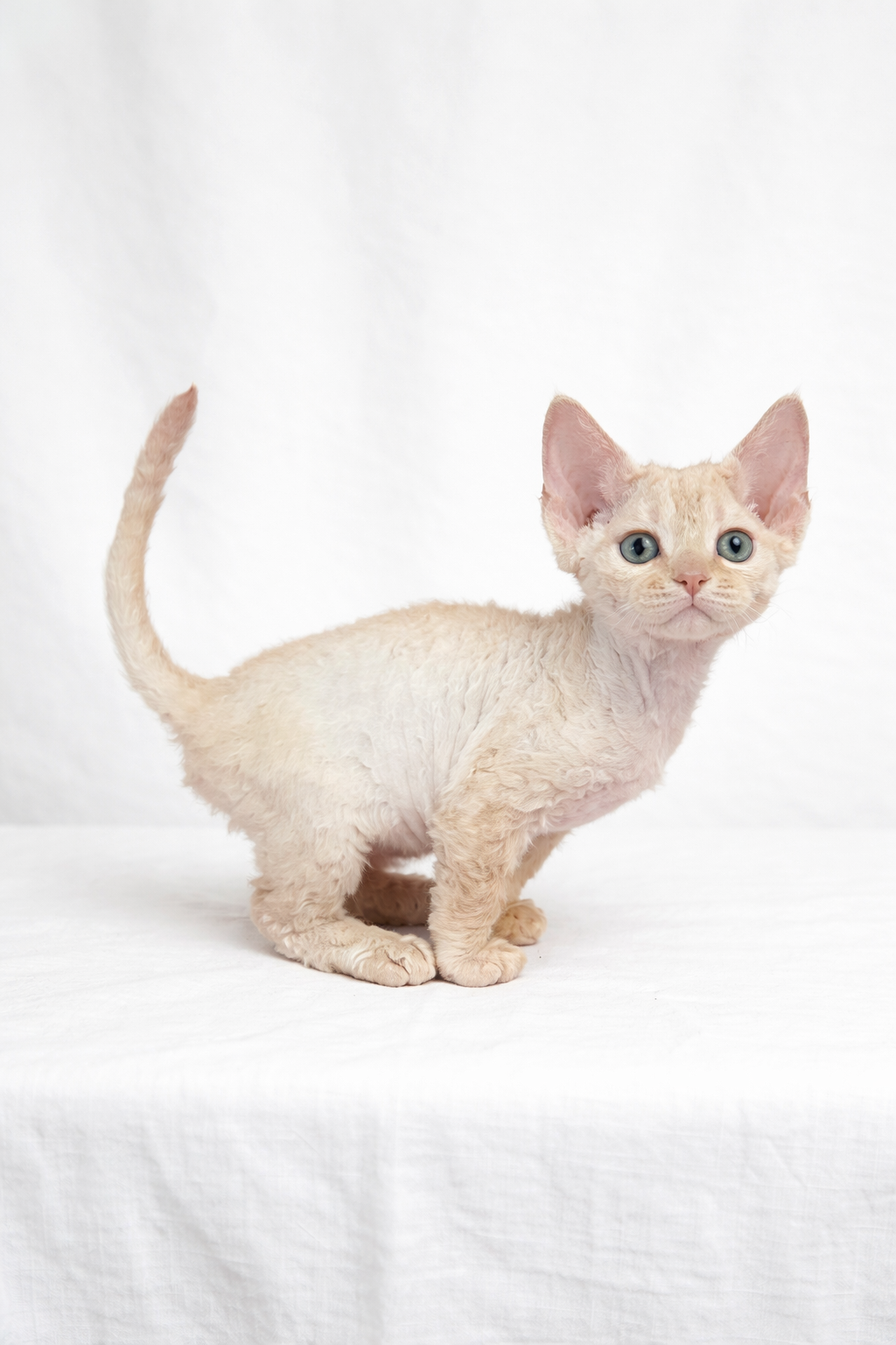 Devon Rex