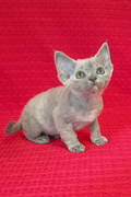 Mirabelle